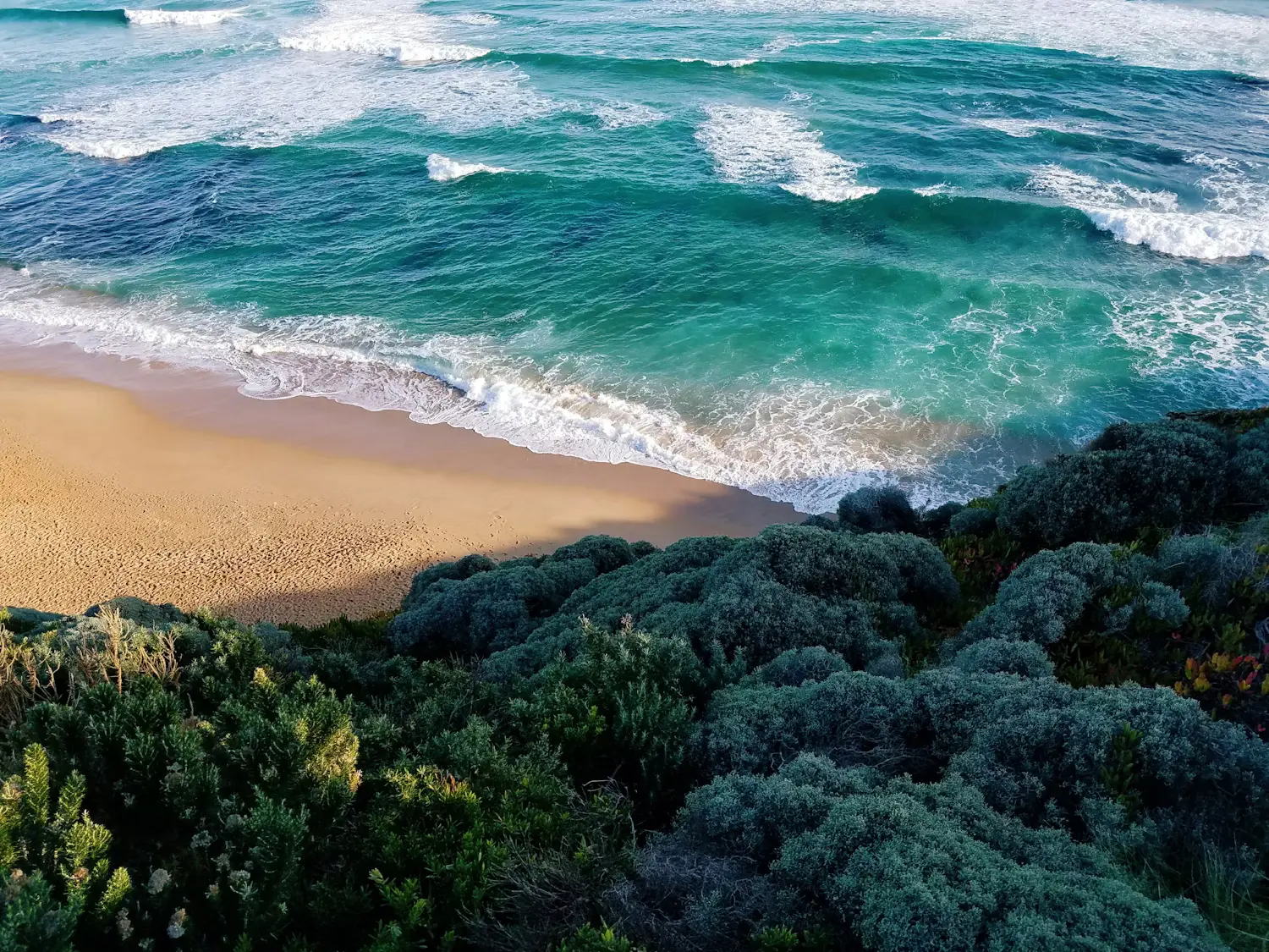 A high-angle, scenic photograph of the ocean meeting a sandy beach, viewed from a vegetated cliff edge. The turquoise and deep blue ocean is vibrant, with white foam from breaking waves contrasting against the clear water. A wide strip of golden-tan beach sand separates the water from the dense, dull green and silvery-gray scrub and low-lying bushes that cover the steep slope of the cliff in the foreground. Sunlight illuminates the sand and the crests of the waves.